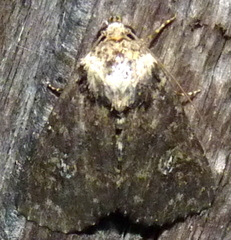 Condica vecors
