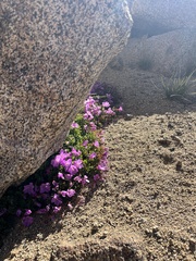 Epilobium obcordatum