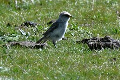 Pseudopodoces humilis