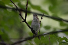 Vireo olivaceus