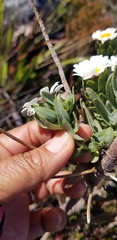 Osmitopsis asteriscoides