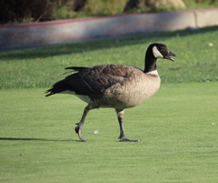 Branta hutchinsii leucopareia