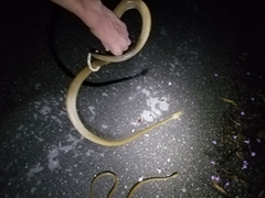 Corallus ruschenbergerii