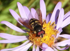 Sericomyia chalcopyga