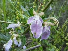 Teucrium bicolor