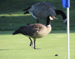 Branta hutchinsii leucopareia
