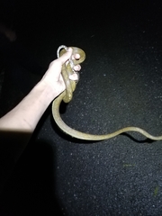 Corallus ruschenbergerii