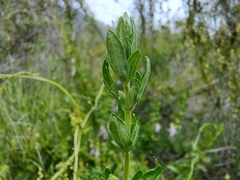 Teucrium bicolor