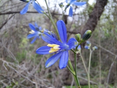 Pasithea caerulea