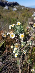 Osmitopsis asteriscoides