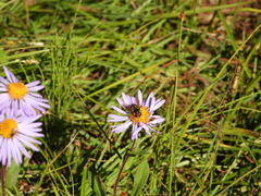 Sericomyia chalcopyga