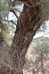 Acacia cambagei