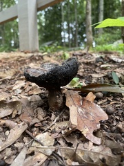 Scleroderma polyrhizum