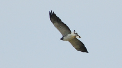 Geranoaetus albicaudatus