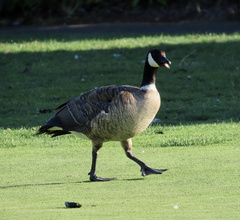 Branta hutchinsii leucopareia