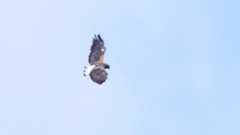 Geranoaetus albicaudatus