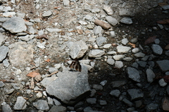 Athyma opalina opalina