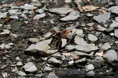 Athyma opalina opalina