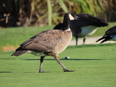 Branta hutchinsii leucopareia