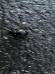 Carabus purpurascens
