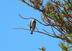 Setophaga coronata auduboni