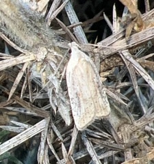Agonopterix