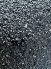 Carabus purpurascens