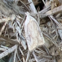 Agonopterix