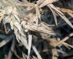 Agonopterix