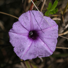Ipomoea cairica