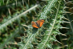 Lycaena panava