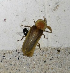 Pleotomus pallens