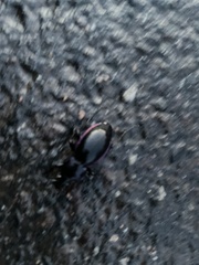 Carabus purpurascens