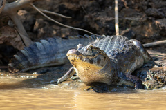 Caiman yacare