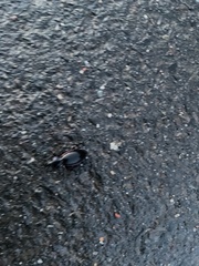 Carabus purpurascens