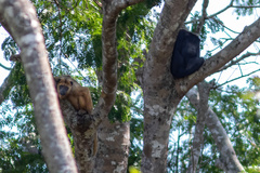 Alouatta caraya