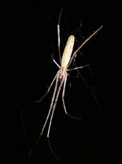 Tetragnatha