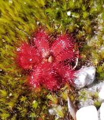 Drosera trinervia