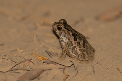Rhinella diptycha