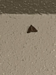 Anavitrinella pampinaria