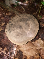 Sarcodon atroviridis