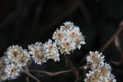 Pseudognaphalium californicum