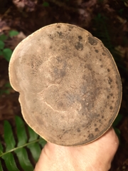 Sarcodon atroviridis