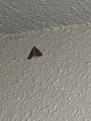 Anavitrinella pampinaria