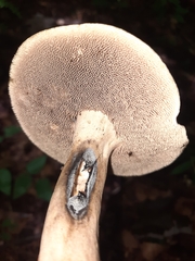 Sarcodon atroviridis