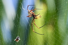 Trichonephila plumipes