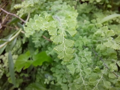 Adiantum excisum
