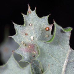 Neuroterus saltatorius