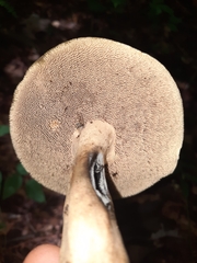 Sarcodon atroviridis