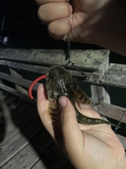 Leptocottus armatus